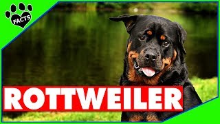 Top 10 Fun Facts About Rottweilers  Dogs 101 [upl. by Patman]