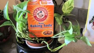 baking soda and molasses cancer protocol YouTube [upl. by Gary716]