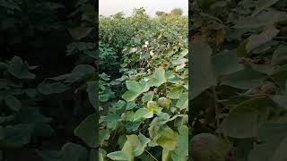 Farming cotton agriculture khetti youtubeshorts viralvideos [upl. by Elias]