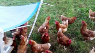 Rollout Chicken Nest Box  Chickens on pasture [upl. by Benjamen]