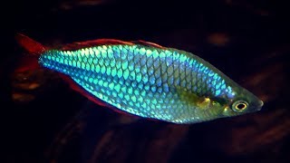 Dwarf Neon Rainbowfish Care Guide [upl. by Ahsats842]