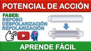 POTENCIAL DE ACCIÓN DE UNA FIBRA NERVIOSA ¡FÁCIL EXPLICACIÓN 4 [upl. by Cirederf]