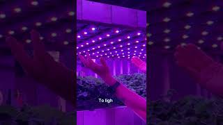 What is a Vertical Farm  Vertical Farming [upl. by Aihsekat797]