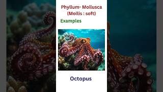 Mollusca phyllum mollusca [upl. by Candra418]