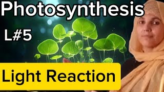 Plant physiologyL5photosynthesisLight ReactionZ scheme cyclic and non cyclic reaction [upl. by Htaeh]