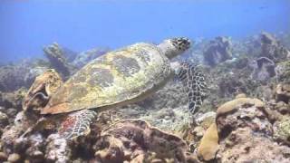 Scuba Diving with Undersea Tobago [upl. by Petras842]