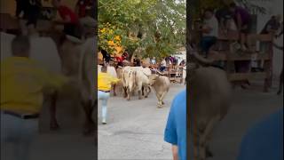 💥 Encierro en Camarma de Esteruelas Madrid 📽️ anitadelaosa [upl. by Olim]