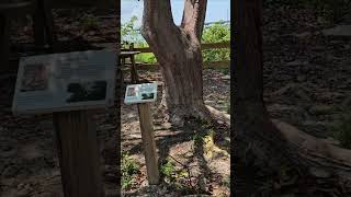 Discovering the Unique Gumbo Limbo Tree Florida’s Natural Wonder [upl. by Alahsal724]