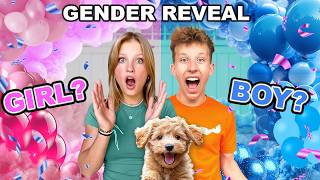 Puppy Gender Reveal So CUTE [upl. by Artenal386]