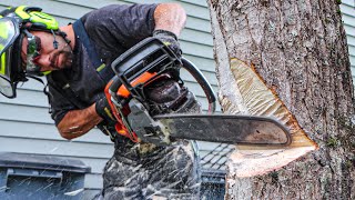 Felling Trees Near Buildings  HOW TO [upl. by Ahsikyw642]