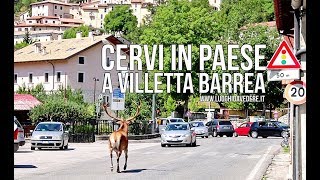 Cervi in paese a Villetta Barrea il quotborgo dei cerviquot nel Parco Nazionale dAbruzzo [upl. by Chemarin]