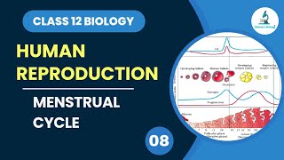 Menstrual Cycle  Human Reproduction  Class 12 Biology  Dhimans Biology  NEET [upl. by Mossberg103]