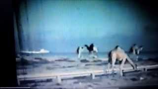 Masirah Video taken in 1974 75 [upl. by Eedyak]