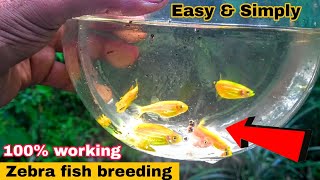 Zebrafish Breeding  Tamil  Aathi Aqua Vlog [upl. by Aizatsana292]