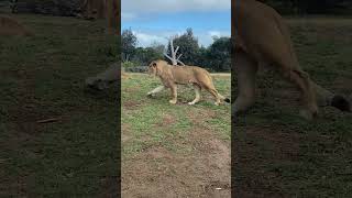 Lions at Werribee Open Range Zoo melbourne [upl. by Eenahpets]