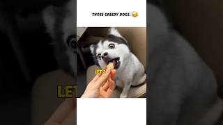 Gluttonous dogshorts dog funny viralvideo [upl. by Gleeson]