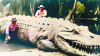 20 Crocodilos Anormalmente Grandes que Realmente Existem [upl. by Netsud]