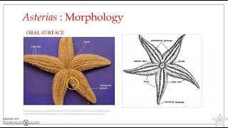 Asterias rubens  Star fish  Morphology [upl. by Giliane]