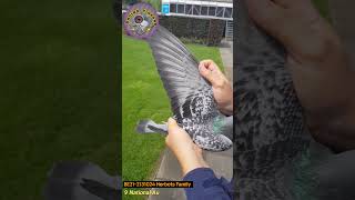 Herbots Family  3rd National Ace pigeon Long Distance old birds KBDB 2023  racing pigeons [upl. by Yenahpets]