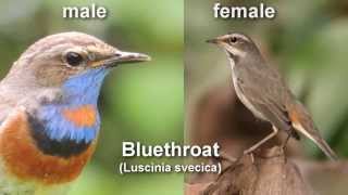 Bluethroat  Bird Call and Pictures for Teaching BIRDSONG [upl. by Wilton]