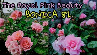 ANYBODY CAN MAKE ROSE GARDEN VERY EASILY WITH BONICA 82  THE ROYAL PINK BONICA [upl. by Gayel]