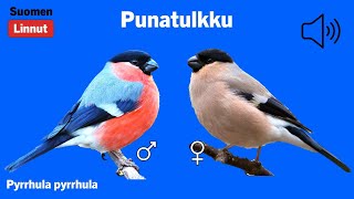 Punatulkku  Pyrrhula pyrrhula  Bullfinch  domherre  PYRPYR [upl. by Stein]