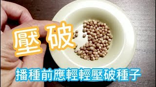 【芫荽】的栽培與播種前的特殊處理 [upl. by Martinson]