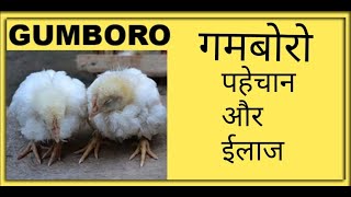 गुम्बोरो के लक्षण और उसका इलाज़ Symptoms and treatment of Gumboro Infectious Disease IBD Poultry [upl. by Charlean]