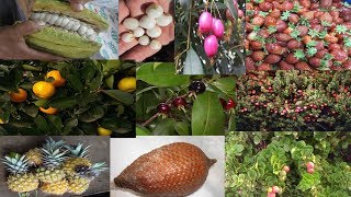 10 Fruits that can Grow as House plant Indoors plants [upl. by Rennold]