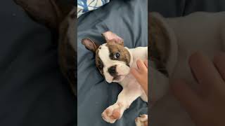 dog puppy cutedog apollothefreelancebulldog [upl. by Couture]