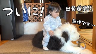 【え！？】ついに赤ちゃんが弟の上に乗ろうとし始めちゃいました…｜グレートピレニーズ＆オールドイングリッシュシープドッグ＆トイプードル [upl. by Ardnuaed401]