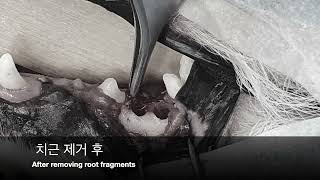 부러진 치근의 발치 와 치은 절제술  Tooth extraction for root fragments and gingivectomy for dog [upl. by Leahey795]