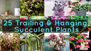 25 Trailing amp Hanging Succulent Plants [upl. by Nivla174]