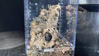 Brazilian Jewel Tarantula T seladonia building adult trapdoor [upl. by Sparke]