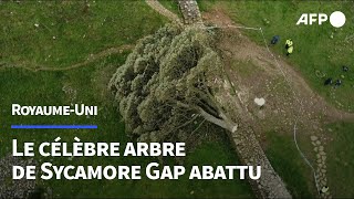 RoyaumeUni lun des arbres les plus célèbres du pays abattu  AFP [upl. by Johnette852]