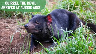 Quirrell the Devil arrives at Aussie Ark [upl. by Getter344]