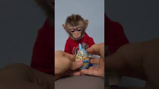 Bon Bon Monkey enjoy with bunny candy ASMR monkey animal [upl. by Salhcin]