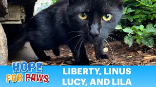 Homeless kittens living by a busy road with mom and dad cats [upl. by Astiram]