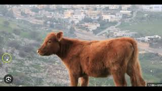 Red Heifer Prophecy Update Sacrfice is set for March 30 2024  Shabbat of the Red Heifer [upl. by Yztim]