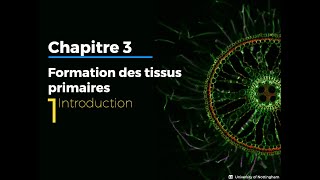 31  Introduction sur les tissus primaires végétaux [upl. by Ghiselin]