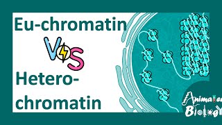 Euchromatin vs heterochromatin  Molecular differences between Euchromatin amp heterochromatin molbio [upl. by Bandler14]