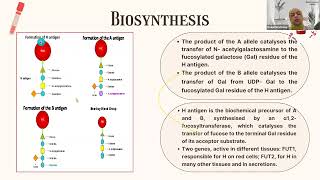 Lecture 2 ABO AND RH SYSTEMS [upl. by Sikorski892]