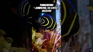 Pomacanthus zonipectus the Cortez angelfish [upl. by Akcirred]