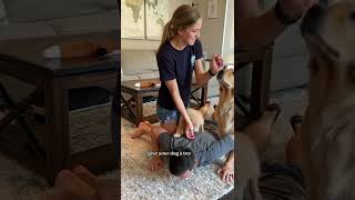 Dog push up tutorial goldenretriever dog puppy [upl. by Neeloj]