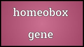 Homeobox gene Meaning [upl. by Ainaj]