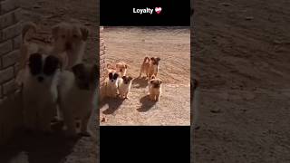 LOYALITY ❤️ doglovers jimmyjm dogcute sigma rules cute puppycutedoglover JIMMYJM MRJM [upl. by Jandel]