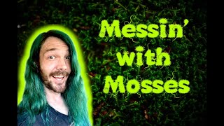 Mossterpiece in the Making Cleaning Your Moss and Building a Terrarium No Mosstery Here 🌿🧼 [upl. by Levitus]