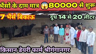 7 भैंसें बिकाऊ दुध 14 से 20 लीटर कीमत मात्र 80000 से शुरू Kisan Dairy Farm Sri Ganganagar [upl. by Ferdinana471]