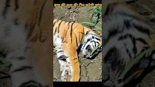 टीम करेगी जांच बांधवगढ़ shorts wildlife wildanimals attack viral tiger [upl. by Atteniuq]