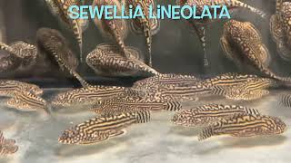 Sewellia lineolata [upl. by Arahas]